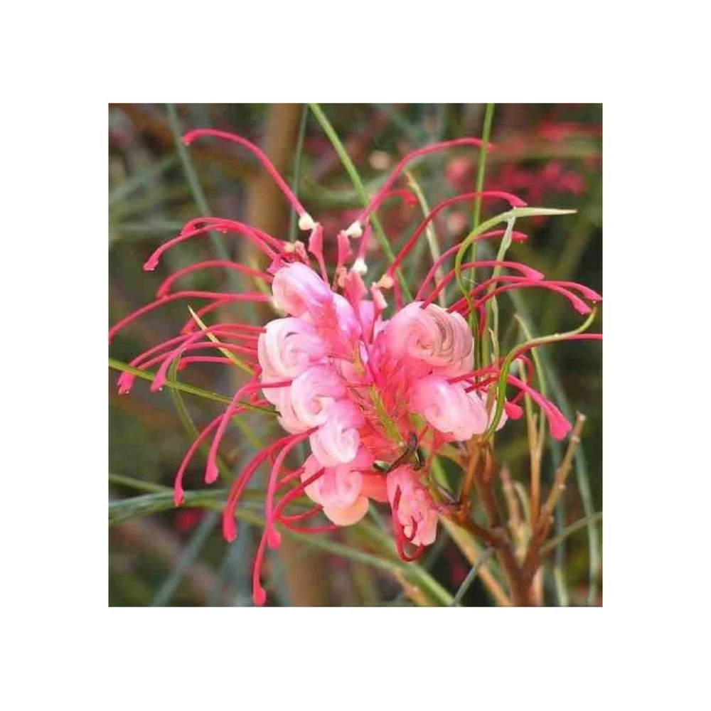 Grevillea Johnsonii (grevillea De Johnson Ou Fleur D'araignée De Johnson,) Taille Pot De 2 Litres 30/40 Cm 6 Grevillea Johnsonii (grevillea De Johnson Ou Fleur D'araignée De Johnson,) Taille Pot De 2 Litres 30/40 Cm – Image 4