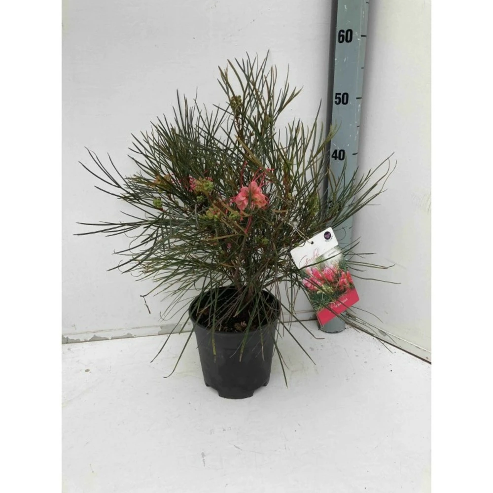 Grevillea Johnsonii (grevillea De Johnson Ou Fleur D'araignée De Johnson,) Taille Pot De 2 Litres 30/40 Cm 4 Grevillea Johnsonii (grevillea De Johnson Ou Fleur D'araignée De Johnson,) Taille Pot De 2 Litres 30/40 Cm – Image 2