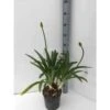 Agapanthus Praecox (agapanthe) Taille Pot De 3 Litres - 30/40cm - Violet