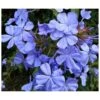 Plumbago Auriculata Syn. Plumbago Capensis (plumbago Du Cap, Dentelaire Du Cap) Taille Pot De3litres - 30/50 Cm