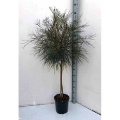 Grevillea Johnsonii (grevillea De Johnson Ou Fleur D'araignée De Johnson,) Taille Pot De 6 Litres - 100/120 Cm -Terre et Verdure 640395807e85b6.70200338