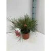Grevillea Johnsonii (grevillea De Johnson Ou Fleur D'araignée De Johnson,) Taille Pot De 6 Litres - 100/120 Cm 1 Grevillea Johnsonii (grevillea De Johnson Ou Fleur D'araignée De Johnson,) Taille Pot De 6 Litres - 100/120 Cm -Terre et Verdure 64039580828a72.98025559