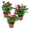 3x Pot Rose Rouge - Rosa - Plante D'intérieur & Terrasse - ⌀12cm– ↕20-30cm