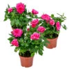 3x Pot Rose Rose - Rosa – Plante De Terrasse & D'intérieur – ⌀12cm – ↕20-30cm -Terre et Verdure 64062fbfbc9513.48659997