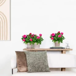 3x Pot Rose Rose - Rosa – Plante De Terrasse & D'intérieur – ⌀12cm – ↕20-30cm -Terre et Verdure 64062fbfc0d959.17995780