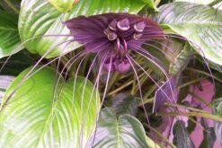 Kit De Culture - Fleur Chauve-souris - 10 Graines - Tacca Chantrieri 15 Kit De Culture - Fleur Chauve-souris - 10 Graines - Tacca Chantrieri -Terre et Verdure 64063aa2c74683.42165592