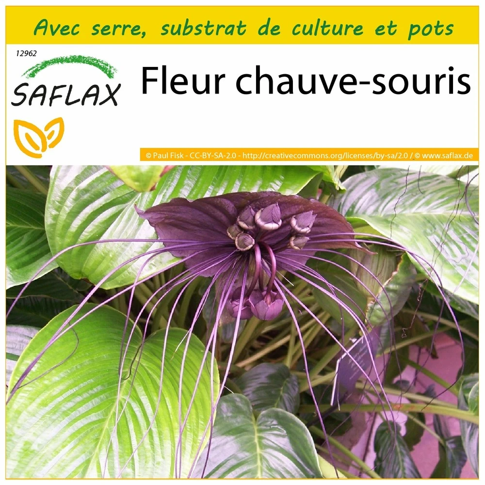 Kit De Culture - Fleur Chauve-souris - 10 Graines - Tacca Chantrieri 3 Kit De Culture - Fleur Chauve-souris - 10 Graines - Tacca Chantrieri
