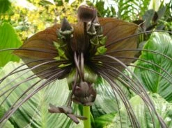 Kit De Culture - Fleur Chauve-souris - 10 Graines - Tacca Chantrieri 13 Kit De Culture - Fleur Chauve-souris - 10 Graines - Tacca Chantrieri -Terre et Verdure 64063aa2d6e330.86673549
