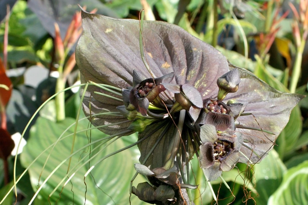 Kit De Culture - Fleur Chauve-souris - 10 Graines - Tacca Chantrieri 8 Kit De Culture - Fleur Chauve-souris - 10 Graines - Tacca Chantrieri – Image 6