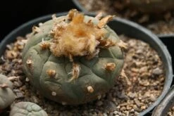 Kit De Culture - Peyotl - 20 Graines - Lophophora Williamsii -Terre et Verdure 64063bf0bf0996.39593410