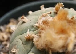 Kit De Culture - Peyotl - 20 Graines - Lophophora Williamsii -Terre et Verdure 64063bf0c4d7c7.15157855