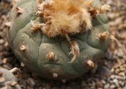 Kit De Culture - Peyotl - 20 Graines - Lophophora Williamsii -Terre et Verdure 64063bf0c9c6c3.02573478