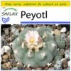 Kit De Culture - Peyotl - 20 Graines - Lophophora Williamsii -Terre et Verdure 64063bf0ce0ea3.07507517