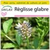 Kit De Culture - Réglisse Glabre - 30 Graines - Glycyrrhiza Glabra