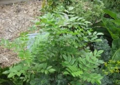 Kit De Culture - Réglisse Glabre - 30 Graines - Glycyrrhiza Glabra 14 Kit De Culture - Réglisse Glabre - 30 Graines - Glycyrrhiza Glabra -Terre et Verdure 6406410a16bf83.47783647