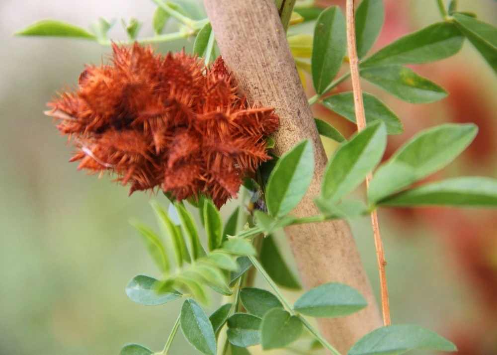 Kit De Culture - Réglisse Glabre - 30 Graines - Glycyrrhiza Glabra 9 Kit De Culture - Réglisse Glabre - 30 Graines - Glycyrrhiza Glabra – Image 7