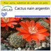 Kit De Culture - Cactus Nain Argentin - 40 Graines - Rebutia / Mix -Terre et Verdure 640641132ec8f0.32383726