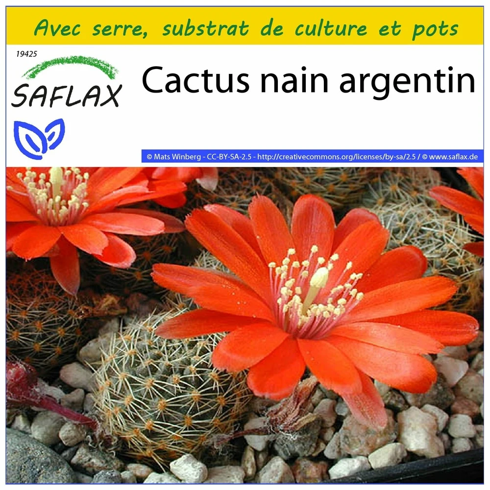 Kit De Culture - Cactus Nain Argentin - 40 Graines - Rebutia / Mix 3 Kit De Culture - Cactus Nain Argentin - 40 Graines - Rebutia / Mix
