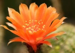 Kit De Culture - Cactus Nain Argentin - 40 Graines - Rebutia / Mix 15 Kit De Culture - Cactus Nain Argentin - 40 Graines - Rebutia / Mix -Terre et Verdure 6406411334a385.82973600