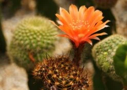 Kit De Culture - Cactus Nain Argentin - 40 Graines - Rebutia / Mix 12 Kit De Culture - Cactus Nain Argentin - 40 Graines - Rebutia / Mix -Terre et Verdure 640641133d8f32.78608637