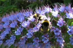 Kit De Culture - Vipérine De Madère - 100 Graines - Echium Fastuosa 14 Kit De Culture - Vipérine De Madère - 100 Graines - Echium Fastuosa -Terre et Verdure 64064122857f33.93017870