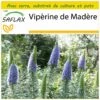 Kit De Culture - Vipérine De Madère - 100 Graines - Echium Fastuosa 2 Kit De Culture - Vipérine De Madère - 100 Graines - Echium Fastuosa -Terre et Verdure 640641228f6520.16115787