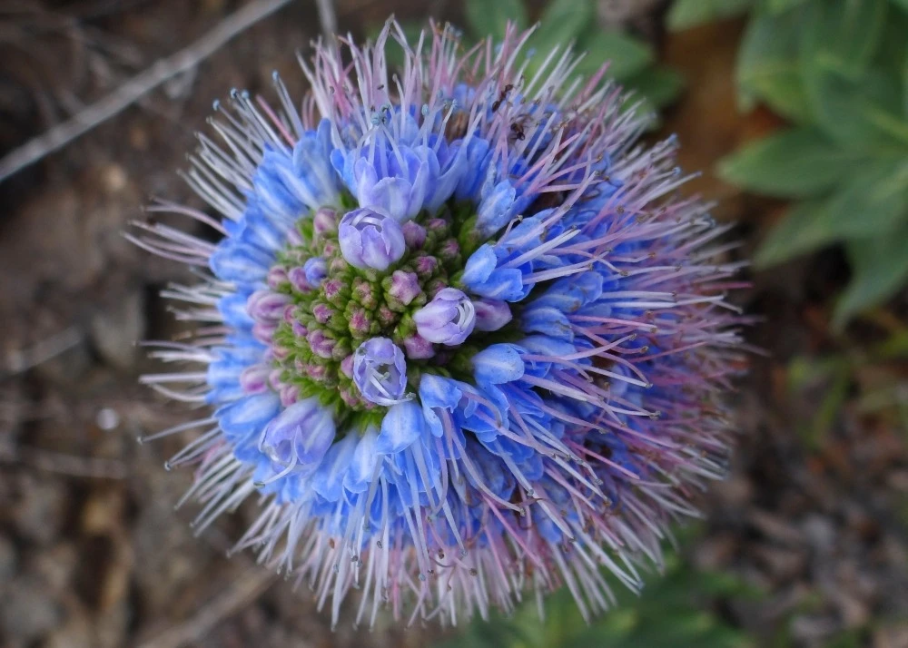 Kit De Culture - Vipérine De Madère - 100 Graines - Echium Fastuosa 9 Kit De Culture - Vipérine De Madère - 100 Graines - Echium Fastuosa – Image 7