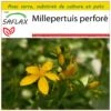 Kit De Culture - Millepertuis Perforé - 300 Graines - Hypericum Perforatum -Terre et Verdure 64064130c6e4a7.60710338