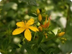 Kit De Culture - Millepertuis Perforé - 300 Graines - Hypericum Perforatum -Terre et Verdure 64064130d076c2.07984889