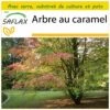 Kit De Culture - Arbre Au Caramel - 200 Graines - Cercidiphyllum Japonicum -Terre et Verdure 64064132ae18b7.00485429