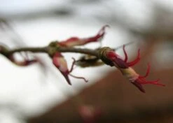 Kit De Culture - Arbre Au Caramel - 200 Graines - Cercidiphyllum Japonicum 14 Kit De Culture - Arbre Au Caramel - 200 Graines - Cercidiphyllum Japonicum -Terre et Verdure 64064132b43652.18516611