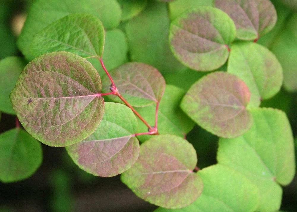 Kit De Culture - Arbre Au Caramel - 200 Graines - Cercidiphyllum Japonicum 6 Kit De Culture - Arbre Au Caramel - 200 Graines - Cercidiphyllum Japonicum – Image 4