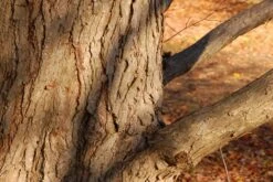 Kit De Culture - Arbre Au Caramel - 200 Graines - Cercidiphyllum Japonicum 13 Kit De Culture - Arbre Au Caramel - 200 Graines - Cercidiphyllum Japonicum -Terre et Verdure 64064132bf1940.87270238