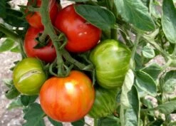 Kit De Culture - Tomate Tigerella - 10 Graines - Lycopersicon Esculentum -Terre et Verdure 64064139c32640.41792256