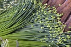 Kit De Culture - Bio - Ciboulette De Chine - 100 Graines - Allium Tuberosum -Terre et Verdure 6406414b167639.94224056