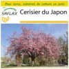 Kit De Culture - Cerisier Du Japon - 30 Graines - Prunus Serrulata 1 Kit De Culture - Cerisier Du Japon - 30 Graines - Prunus Serrulata -Terre et Verdure 6406415750c553.15656168