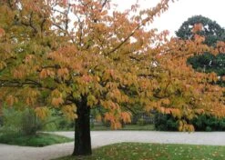 Kit De Culture - Cerisier Du Japon - 30 Graines - Prunus Serrulata -Terre et Verdure 640641575b4f81.13640687