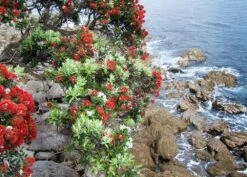 Kit De Culture - L'arbre De Noël De Nouvelle-zélande - 300 Graines - Metrosideros Excelsa 13 Kit De Culture - L'arbre De Noël De Nouvelle-zélande - 300 Graines - Metrosideros Excelsa -Terre et Verdure 6406415d283a93.44057268