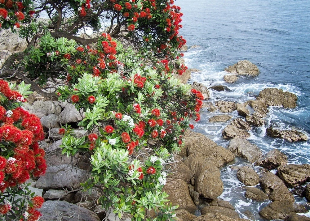 Kit De Culture - L'arbre De Noël De Nouvelle-zélande - 300 Graines - Metrosideros Excelsa 7 Kit De Culture - L'arbre De Noël De Nouvelle-zélande - 300 Graines - Metrosideros Excelsa – Image 5