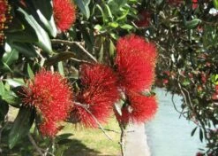 Kit De Culture - L'arbre De Noël De Nouvelle-zélande - 300 Graines - Metrosideros Excelsa 12 Kit De Culture - L'arbre De Noël De Nouvelle-zélande - 300 Graines - Metrosideros Excelsa -Terre et Verdure 6406415d3520e7.73193790