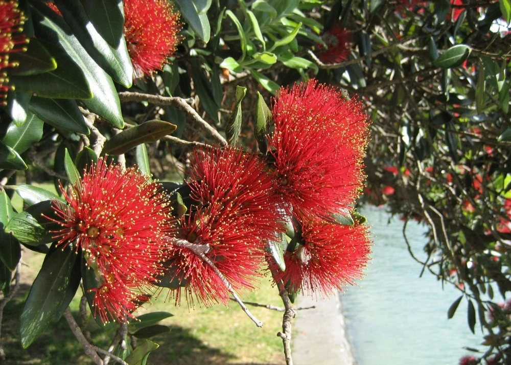 Kit De Culture - L'arbre De Noël De Nouvelle-zélande - 300 Graines - Metrosideros Excelsa 6 Kit De Culture - L'arbre De Noël De Nouvelle-zélande - 300 Graines - Metrosideros Excelsa – Image 4