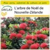 Kit De Culture - L'arbre De Noël De Nouvelle-zélande - 300 Graines - Metrosideros Excelsa 2 Kit De Culture - L'arbre De Noël De Nouvelle-zélande - 300 Graines - Metrosideros Excelsa -Terre et Verdure 6406415d3a1517.81048877