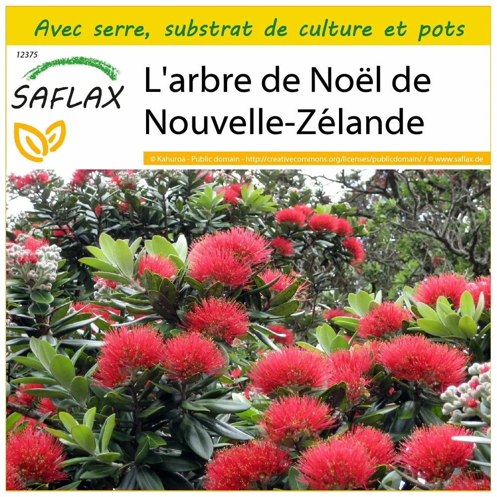 Kit De Culture - L'arbre De Noël De Nouvelle-zélande - 300 Graines - Metrosideros Excelsa 3 Kit De Culture - L'arbre De Noël De Nouvelle-zélande - 300 Graines - Metrosideros Excelsa