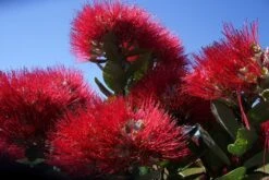 Kit De Culture - L'arbre De Noël De Nouvelle-zélande - 300 Graines - Metrosideros Excelsa 14 Kit De Culture - L'arbre De Noël De Nouvelle-zélande - 300 Graines - Metrosideros Excelsa -Terre et Verdure 6406415d3f3842.61166487