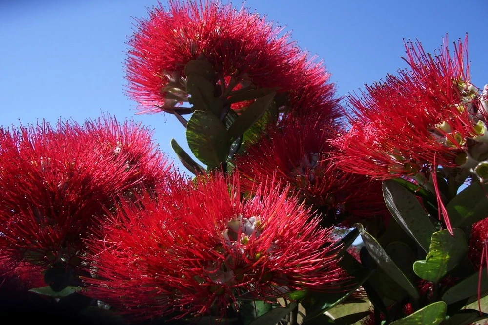 Kit De Culture - L'arbre De Noël De Nouvelle-zélande - 300 Graines - Metrosideros Excelsa 8 Kit De Culture - L'arbre De Noël De Nouvelle-zélande - 300 Graines - Metrosideros Excelsa – Image 6