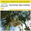 Kit De Culture - Gommier Des Rivières - 200 Graines - Eucalyptus Camaldulensis -Terre et Verdure 6406416156ee69.95099741