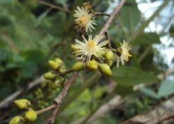 Kit De Culture - Gommier Des Rivières - 200 Graines - Eucalyptus Camaldulensis 12 Kit De Culture - Gommier Des Rivières - 200 Graines - Eucalyptus Camaldulensis -Terre et Verdure 640641616b73c7.64330813