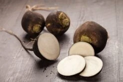 Kit De Culture - Bio - Radis - Noir - 100 Graines - Raphanus Sativus 13 Kit De Culture - Bio - Radis - Noir - 100 Graines - Raphanus Sativus -Terre et Verdure 64064173d81689.02005216