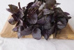 Kit De Culture - Bio - Basilic - Pourpre - 400 Graines - Ocimum Basilicum -Terre et Verdure 6406417786e992.51293442