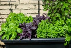 Kit De Culture - Bio - Basilic - Pourpre - 400 Graines - Ocimum Basilicum -Terre et Verdure 64064177a2a743.82127774